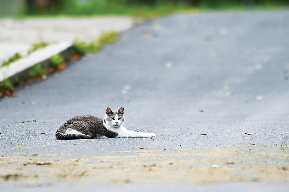 King of the road - Altoona Mirror